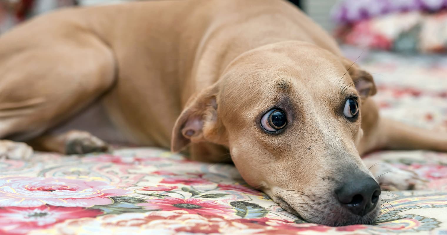 Understanding Your New Dog’s Body Language