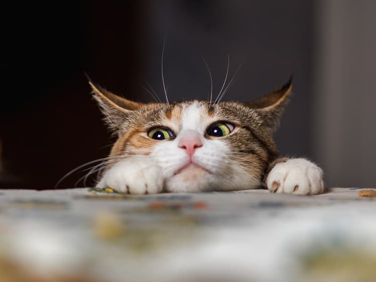 Why Does My Cat Follow Me Everywhere?