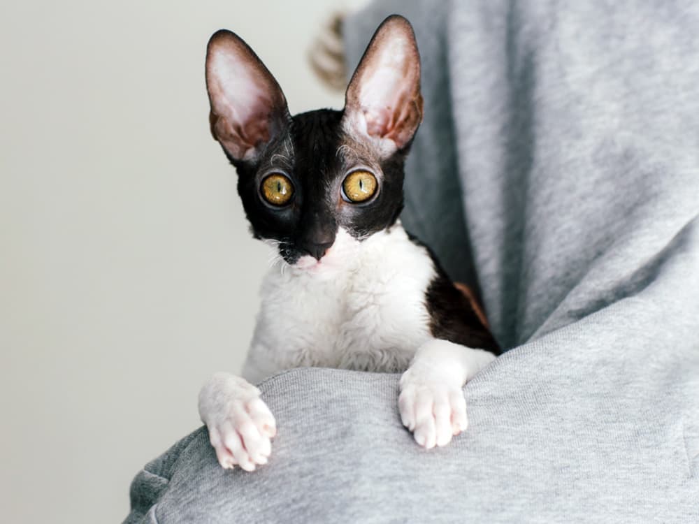 Adorable black and white cornish rex
