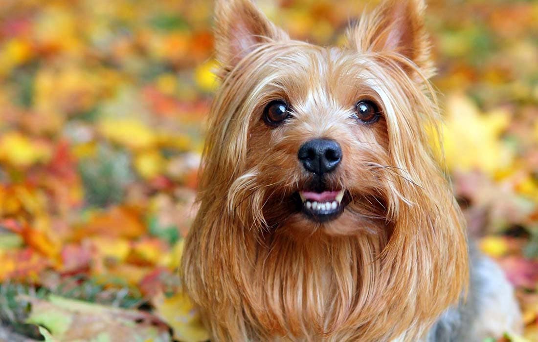 silky terrier