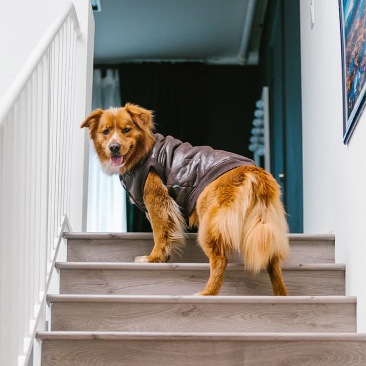 Teach Your Dog to Climb Stairs