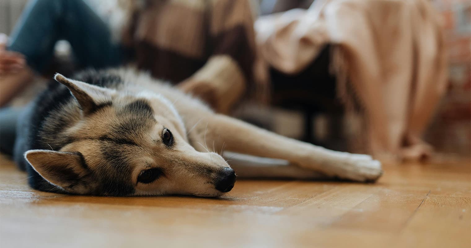 Do Puppies Outgrow Separation Anxiety?
