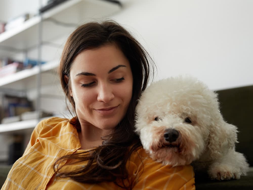 bichon frise