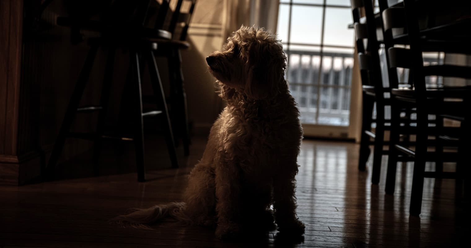 Why Does My Dog Bark At Nothing At Night?