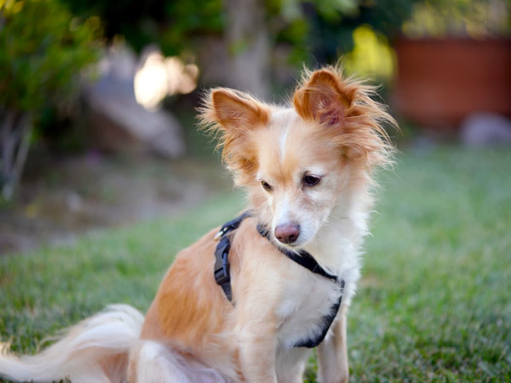 Chion: Chihuahua + Papillon