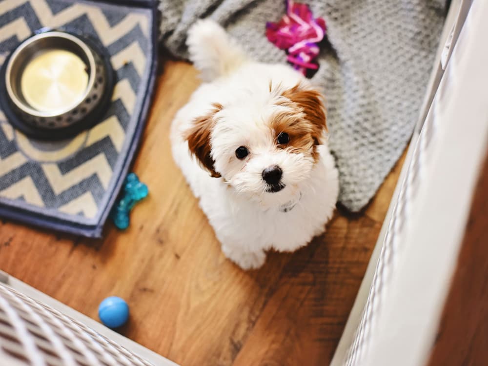 When it Comes to Dog Crates, Think Outside the Literal Box