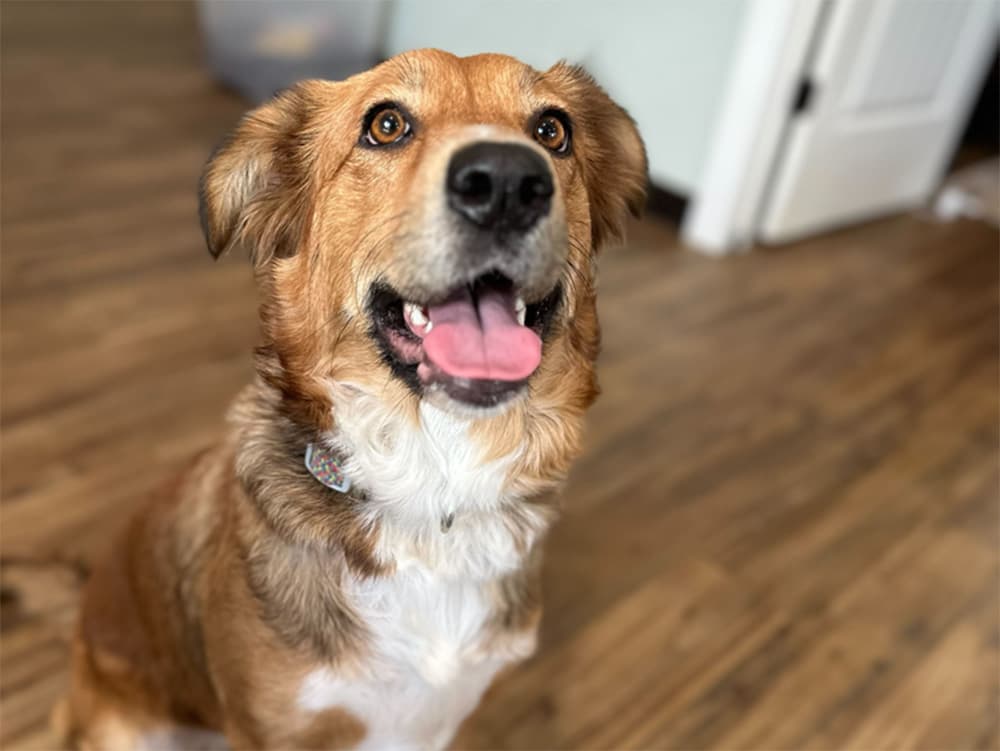 golden retriever mixed breed dog