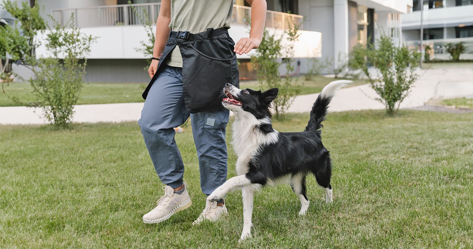 Do Shelter Dogs Get Behavior Tests Before Adoption?