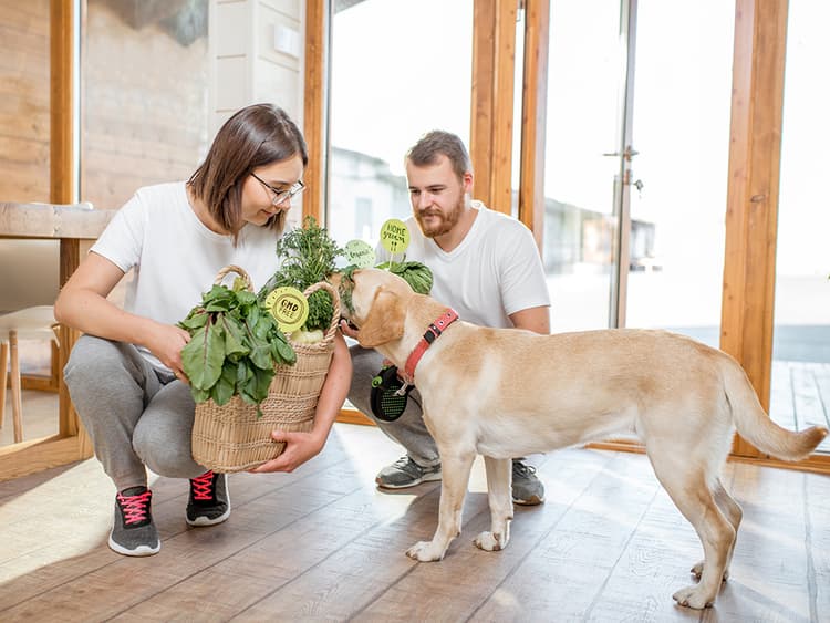 8 in-Season Fruits and Veggies That’ll Make a Healthy Treat for Your Dog