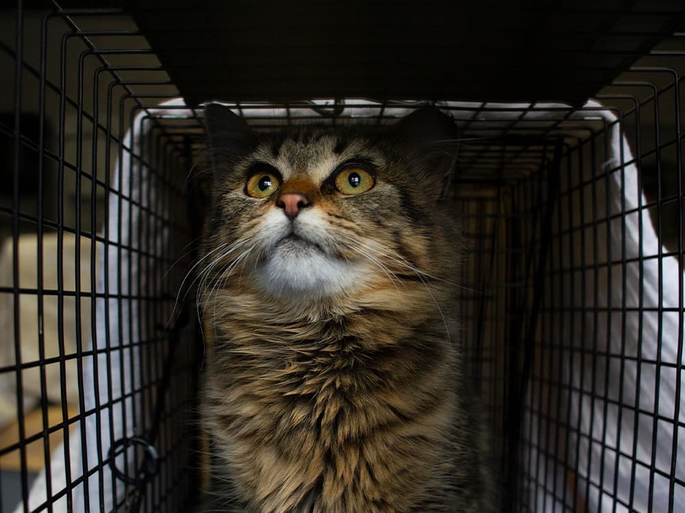How Flatbush Cats Is Saving Brooklyn’s Strays