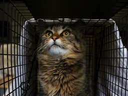 How Flatbush Cats Is Saving Brooklyn’s Strays