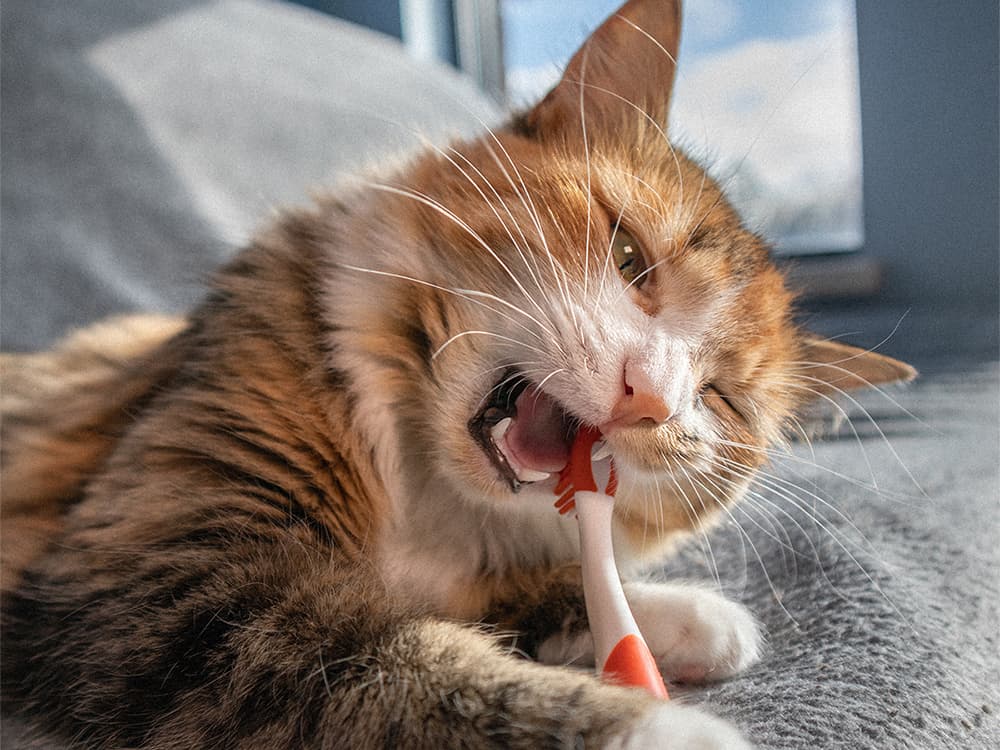 Best Cat Dental Care Products: What to Actually Look For