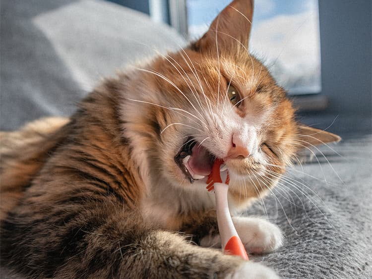 Best Cat Dental Care Products: What to Actually Look For