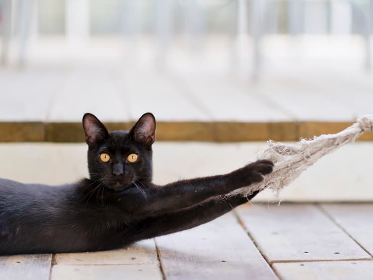 It’s Seriously Uncool to Declaw Your Cat