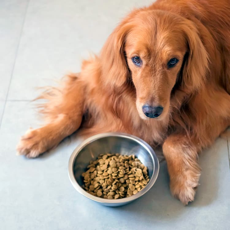 Do You Have a Picky Dog? 5 Simple Ways to Get Them to Eat