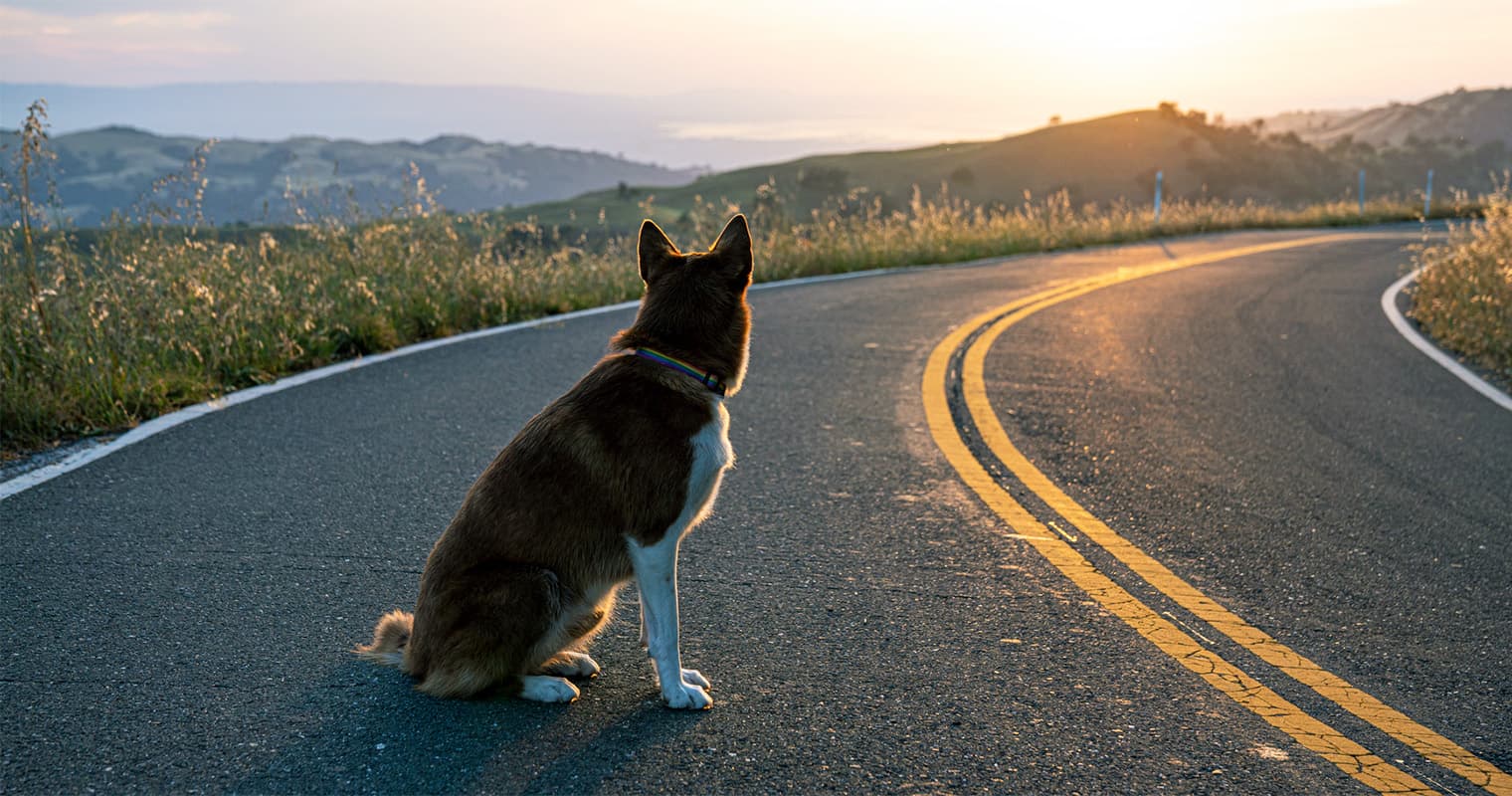 Can Pets Find Their Way Home?