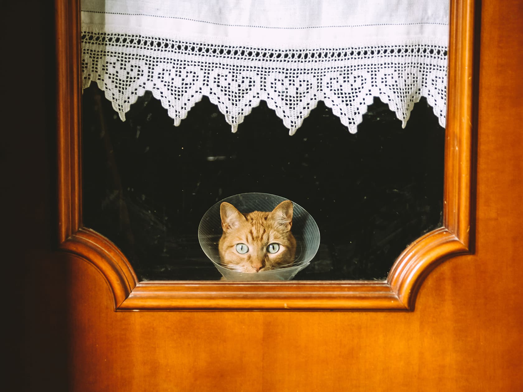 How Often Should You Take Your Cat to the Vet?