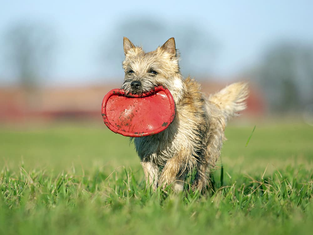 Carin terrier running with toy