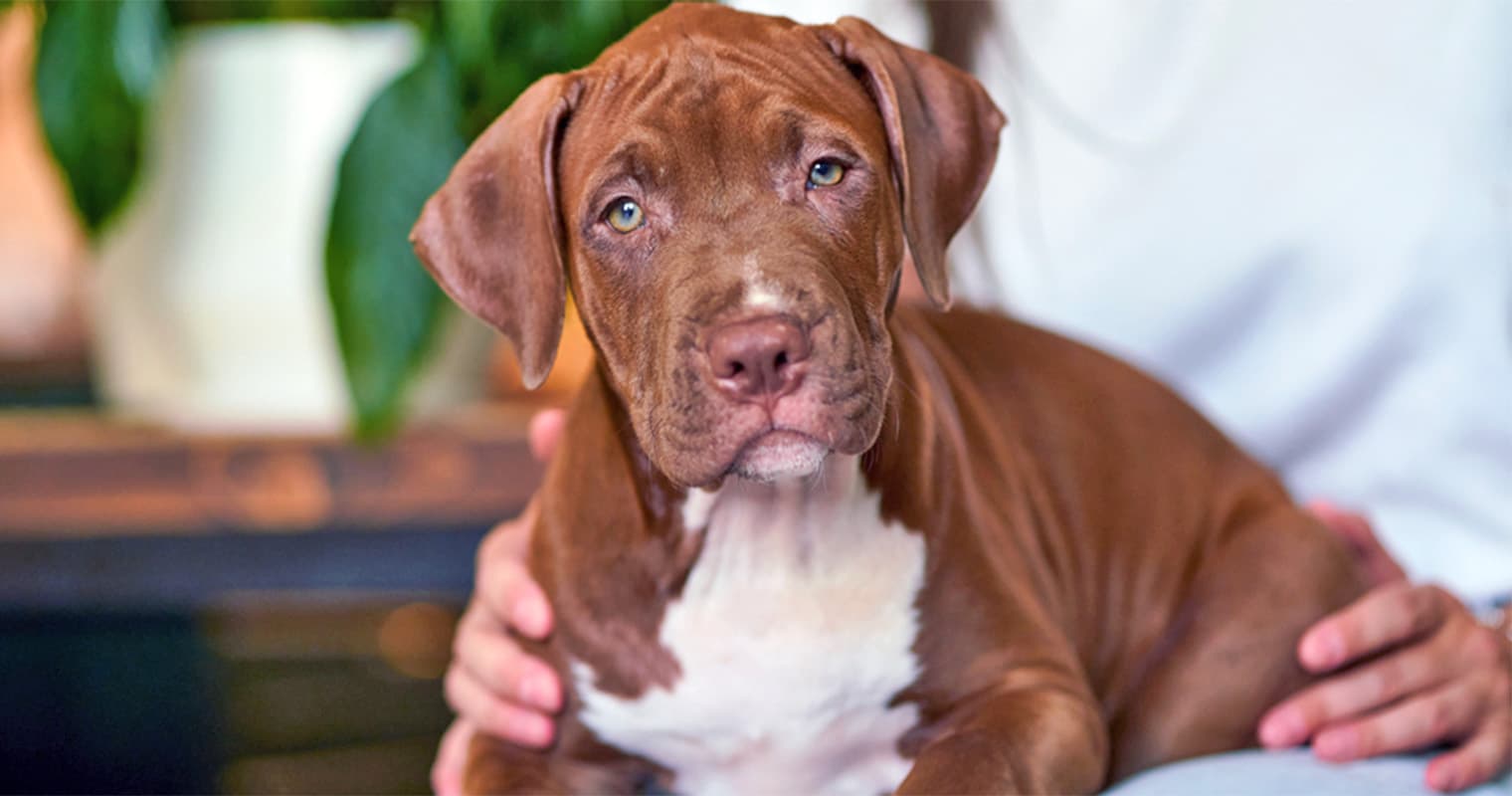 Where Can I Put a Pit Bull Up for Adoption?