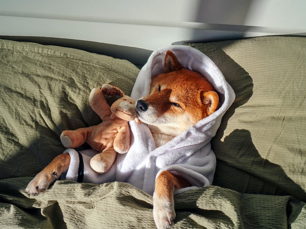 5 Pet Parents on the Silly Little Rituals They Do to Please Their Pets