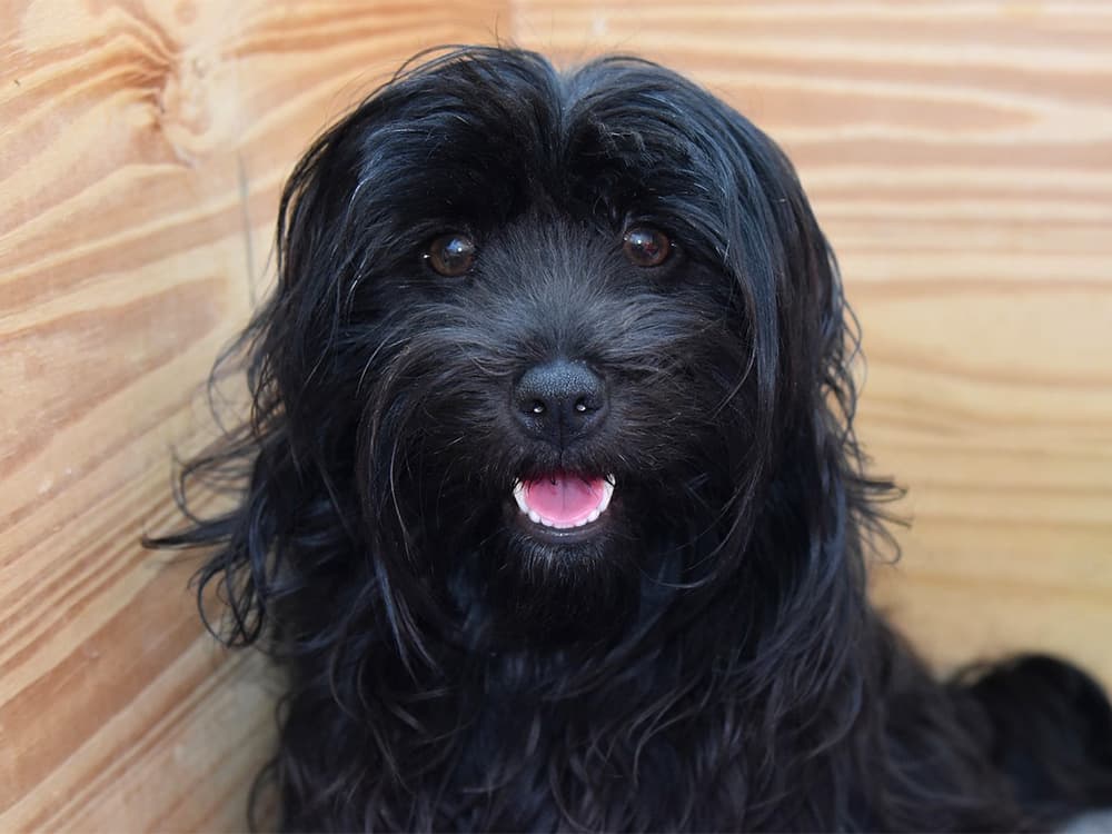 Havanese