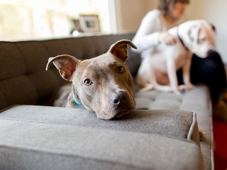 How to Find a Pet-Friendly Rental