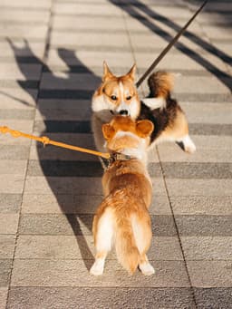 Seriously, Avoid On-Leash Dog Meet-and-Greets