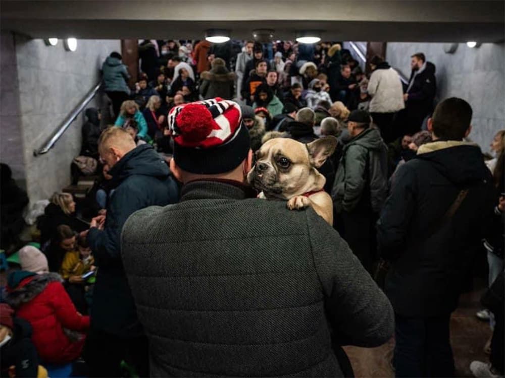 How You Can Help Ukraine’s Animals