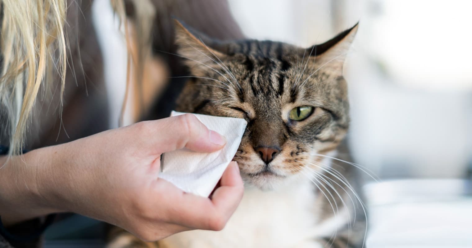A New Pet Parent’s Guide to Cat Cleanliness