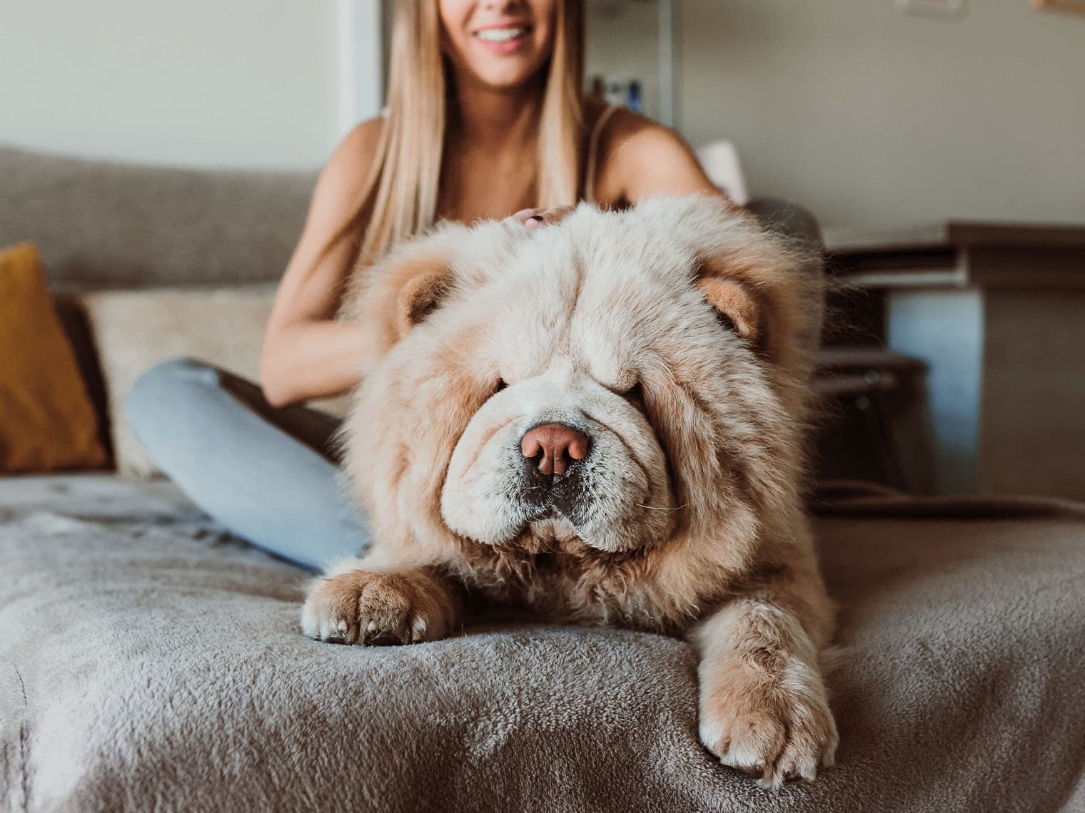 chow chow