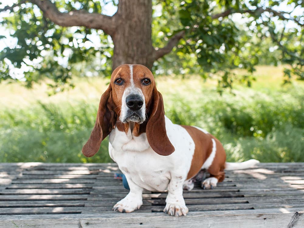 Basset Hound