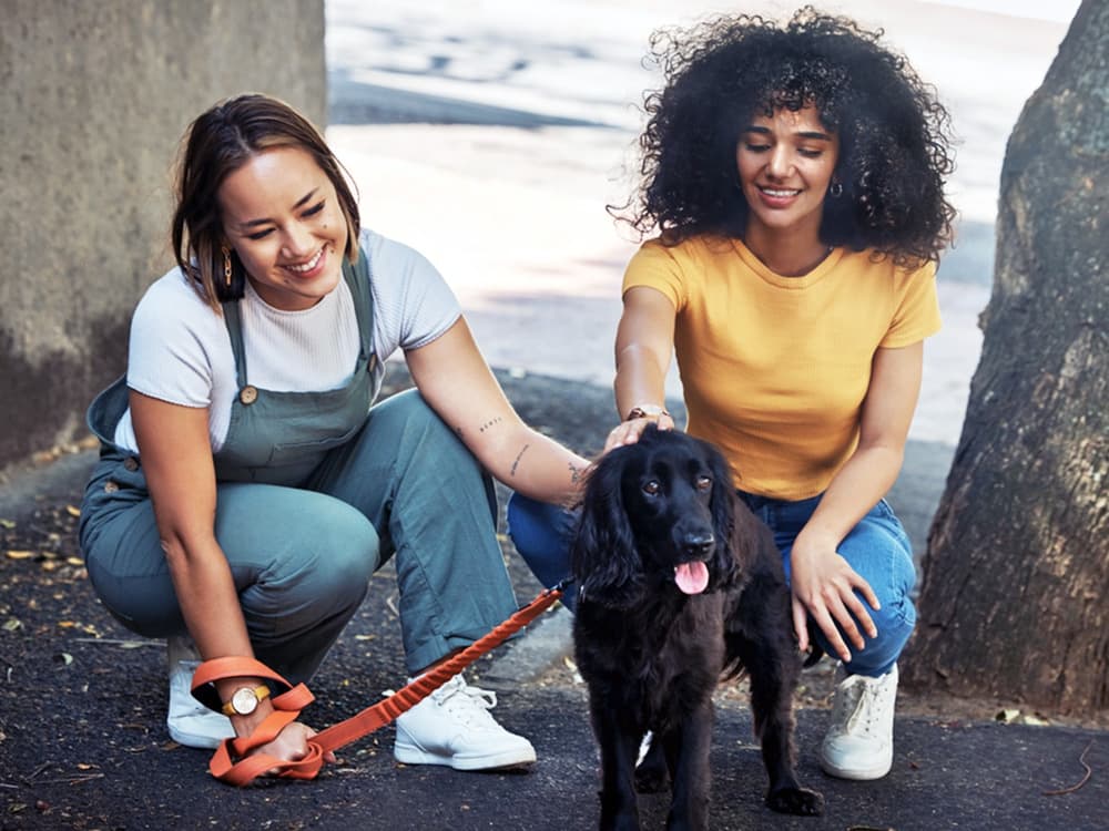 The Dos and Don’ts of Approaching a Dog You Meet on the Street