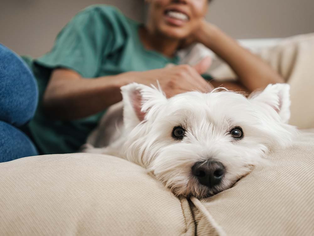 How Long Should You Grieve Your Dog Before Getting a New One?