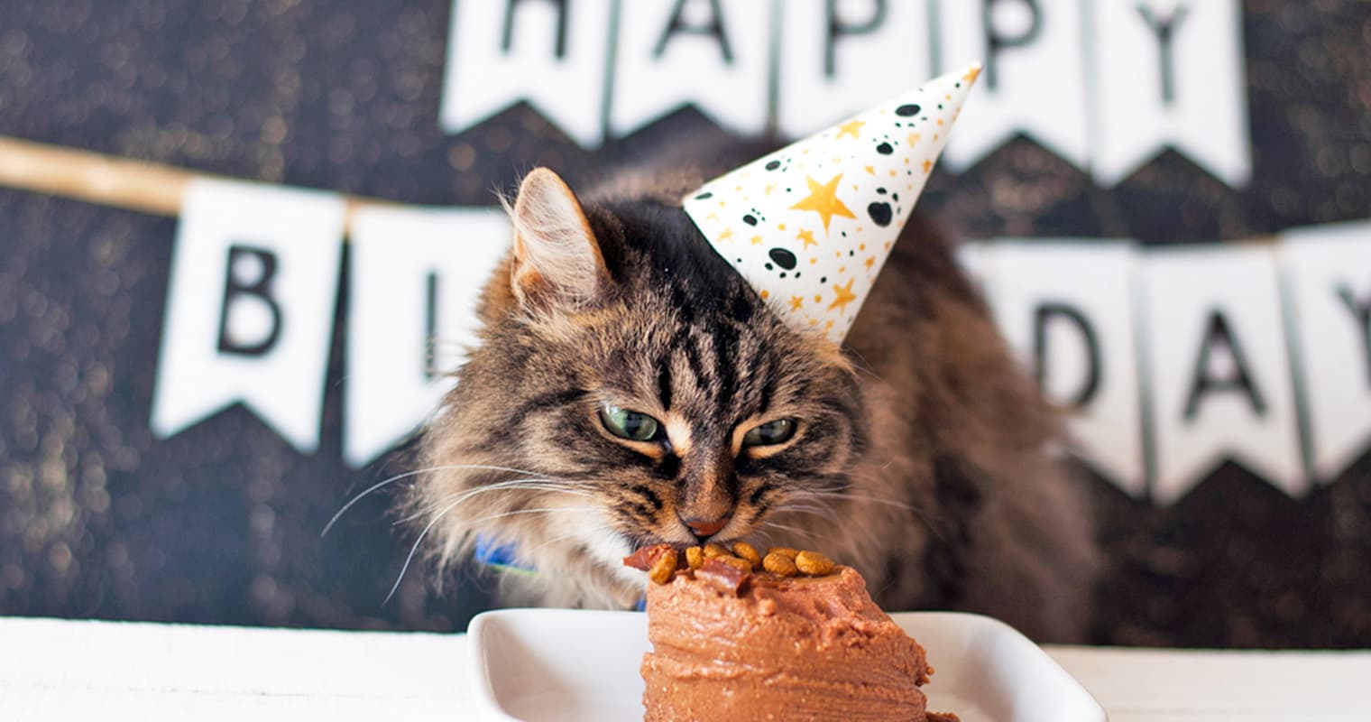 Cat Years vs. Human Years: How Old Is Your Cat Really?