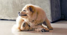 How Do You Get Rid of Ringworm on a Dog?