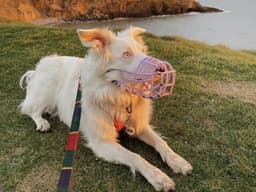 Muzzle Up Project Wants You to Remove Your Judgment Goggles When You See a Muzzled Dog