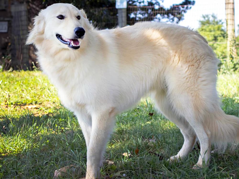 German Shepherd / Golden Retriever mix