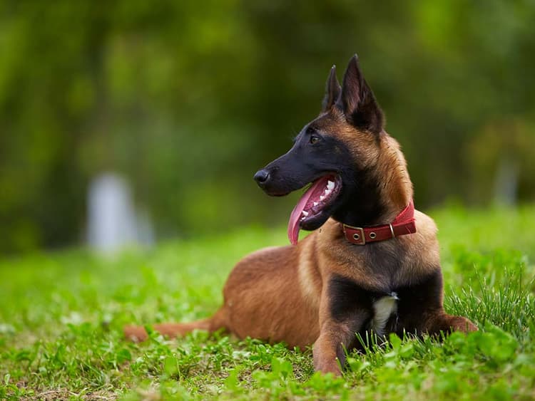 Super Snouts’ Supplements Are Organic, Vet-Formulated, and Wildly Effective