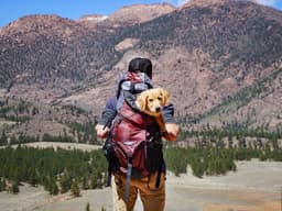 51 Dog-Friendly US Spots to Visit With Your Pup This Summer