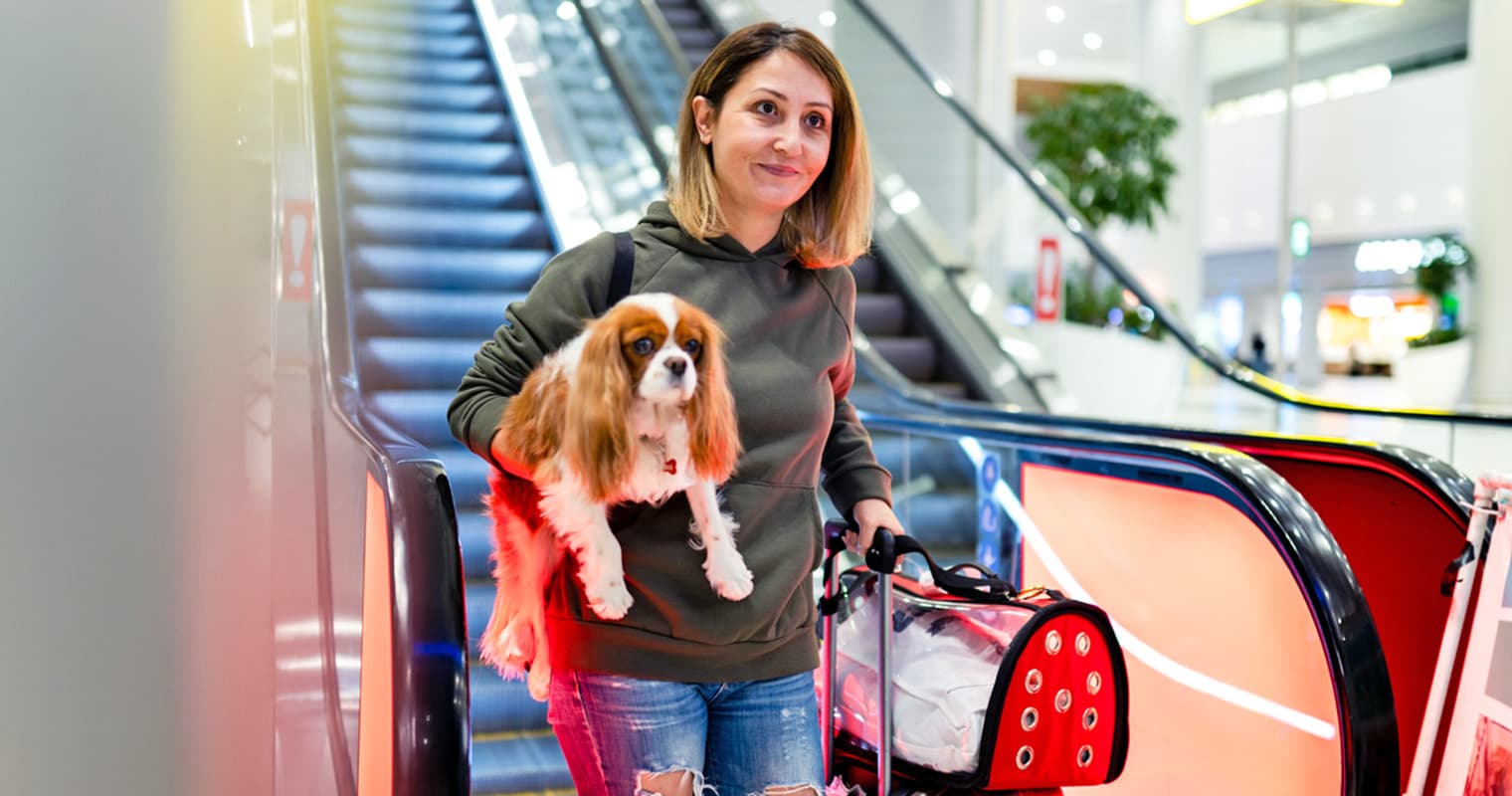 Best Dog Breeds (and Breed Mixes) for Traveling