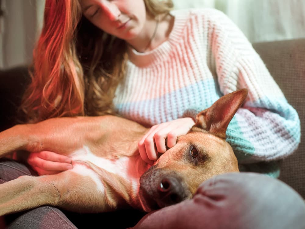 How to Check Your Dog’s Heart Rate