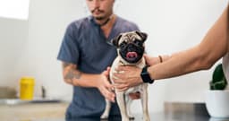 What You Need to Know About Pug Health Before Adopting