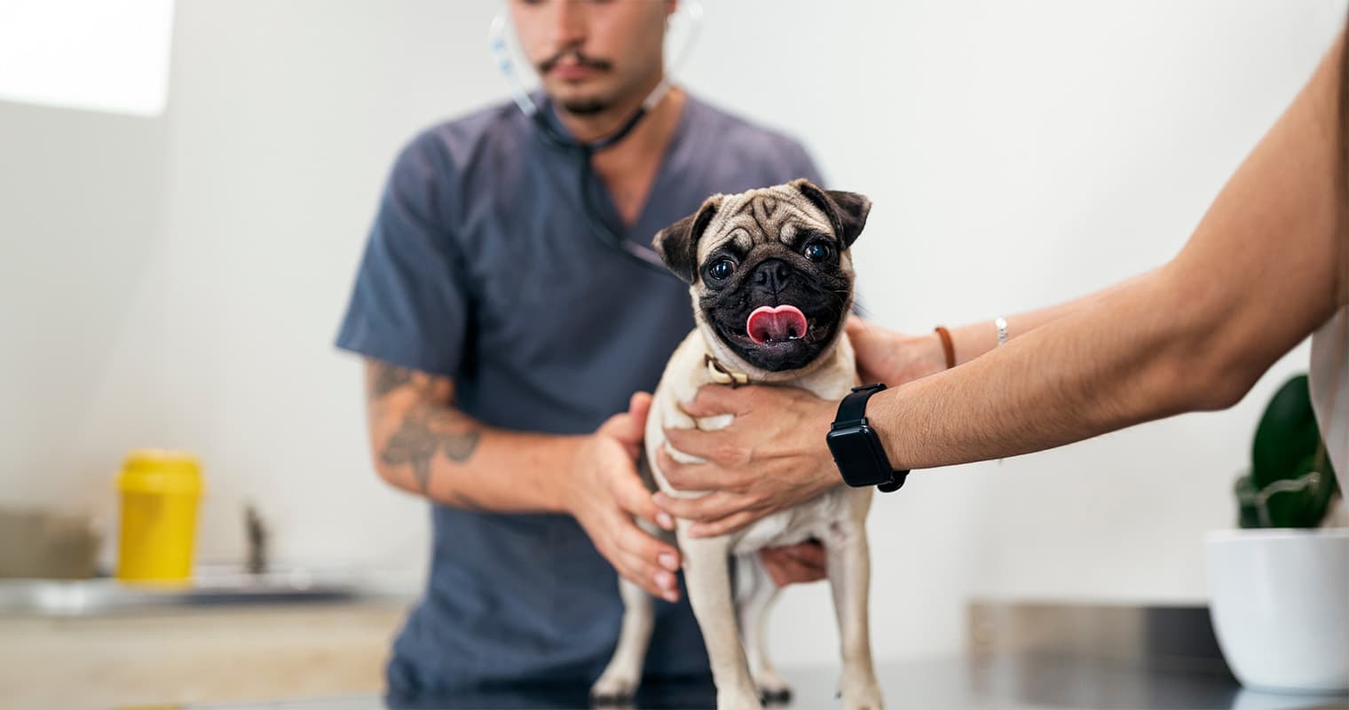 What You Need to Know About Pug Health Before Adopting