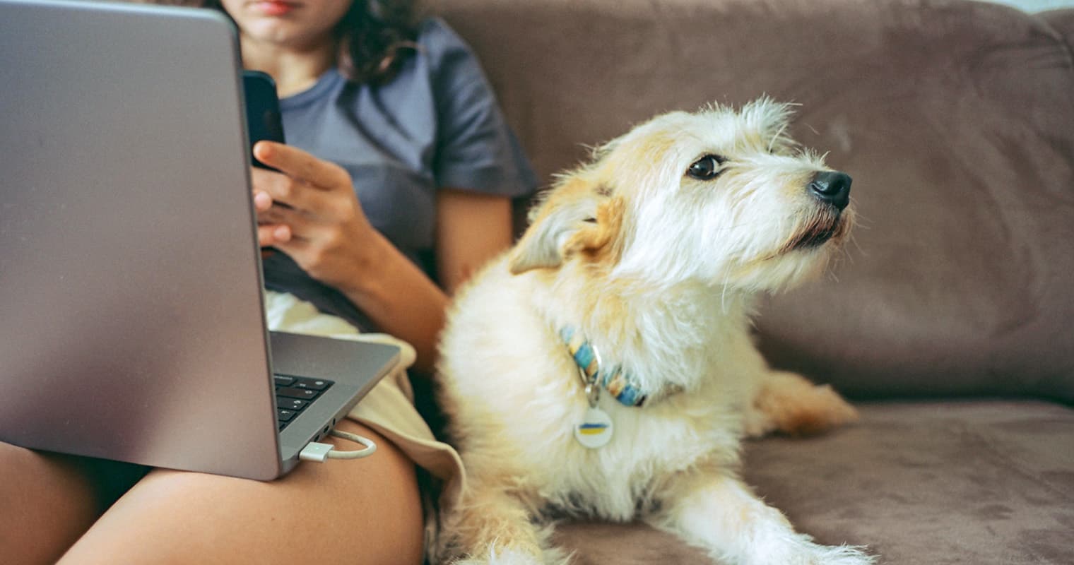 Do You Have To Pay To Rehome A Dog?
