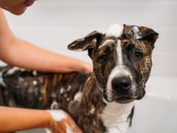 How Often Should You Wash Your Dog?