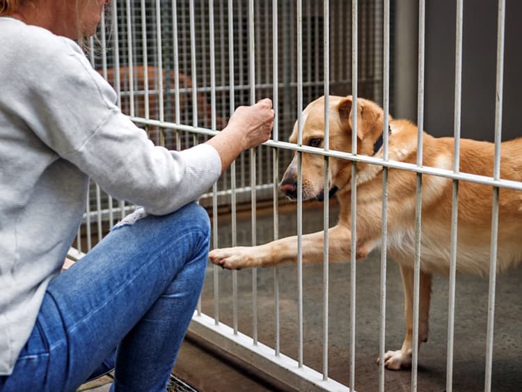 Los Angeles Bans New Breeding Permits Due to Shelter Overcrowding