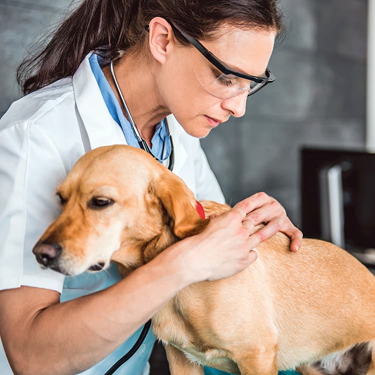 Vet-Recommended Flea-and-Tick Treatments