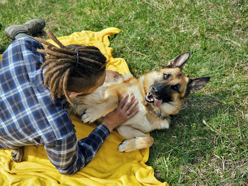 German Shepherd outdoors with a person
