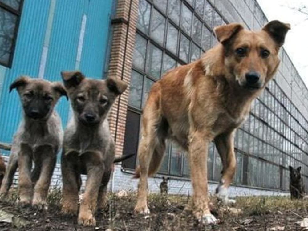 Australian Vet Dr. Lachlan Campbell on Saving Animals in Ukraine