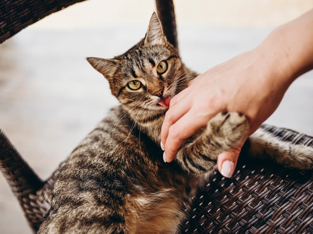 FDA Warns on Pet Exposure to Topical Pain Meds